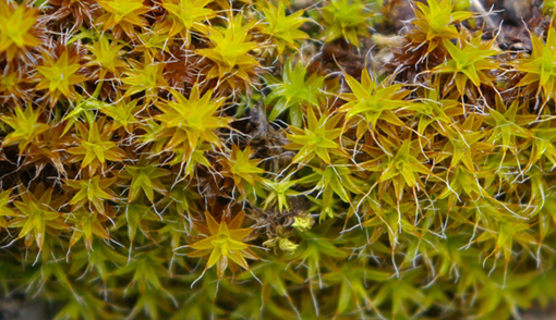 Aiuto classificazione muschi su roccia